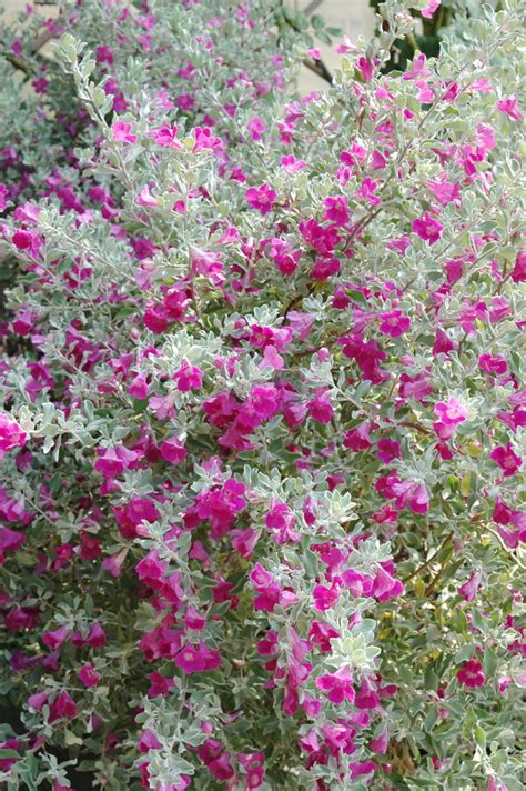 芙蓉 照顧|紅花玉芙蓉的栽培照護方法